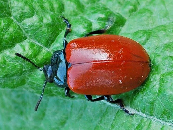 Crisolina lucida e ovature; no: Chrysomela populi